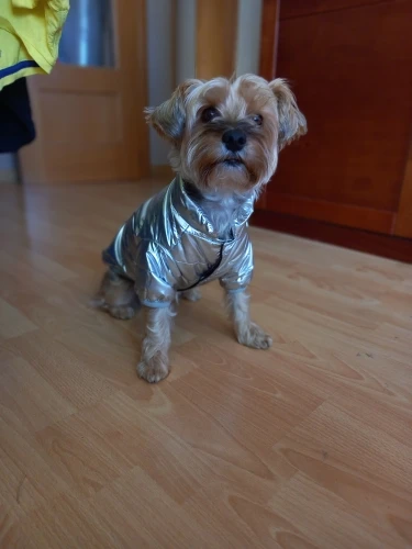 Snug Paws: Waterproof Winter Coat for Small Dogs & Cats photo review