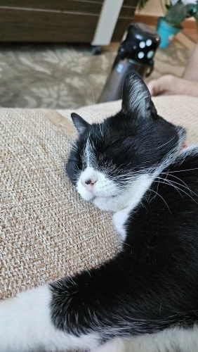 Organizador Mesa Coelho Porta Treco Caneta Gaveta/Maquiagem Escritório Multiuso - Neverdie Store photo review