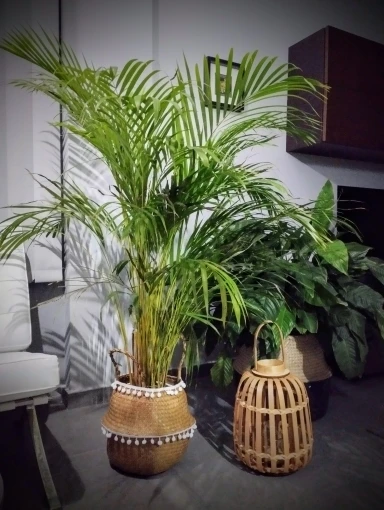 Handmade Seagrass Storage Basket Foldable Laundry Straw Wicker Rattan Seagrass Belly Garden Flower Pot home decor Planter Basket photo review