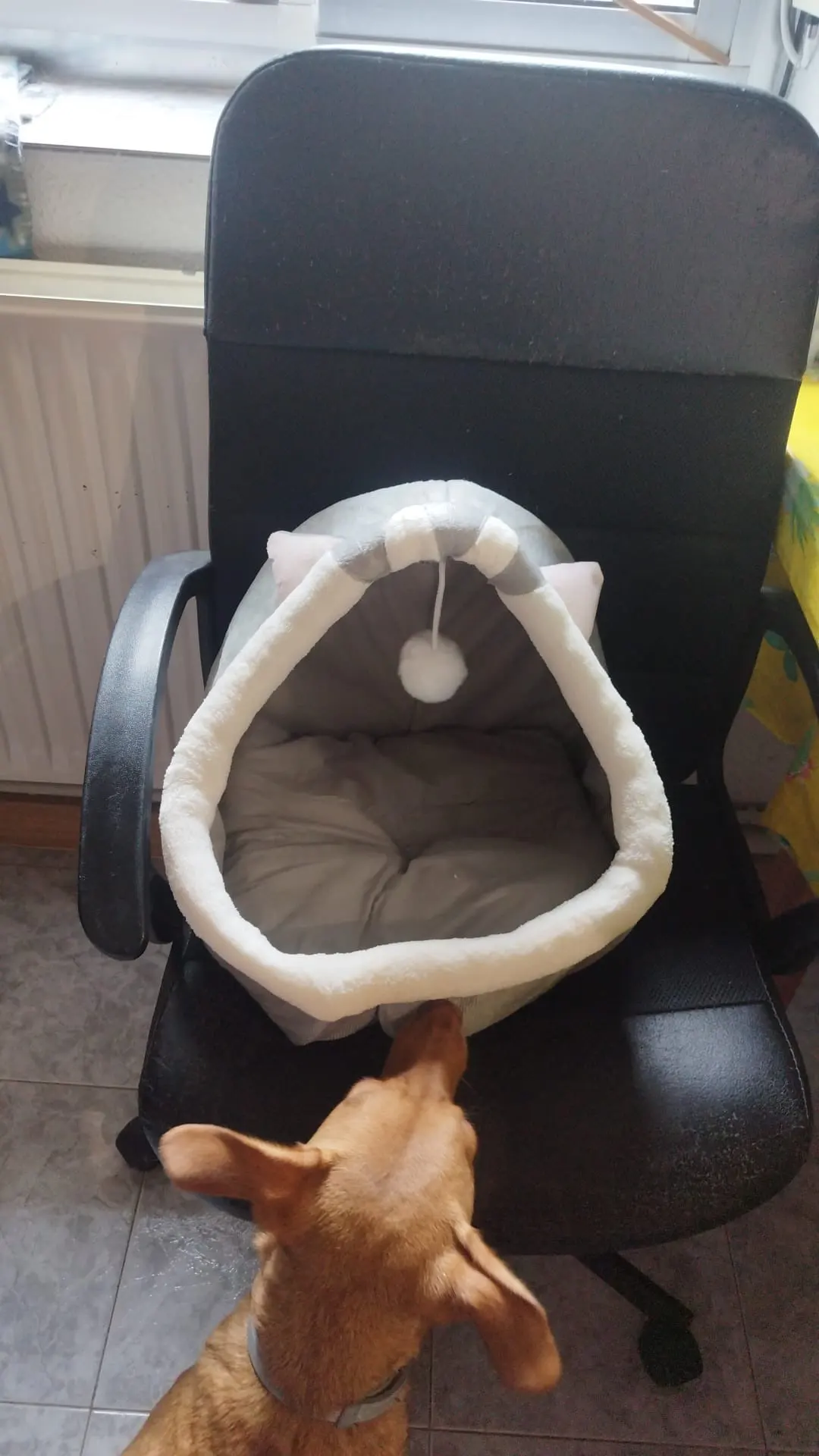 Cama para gatos de sueño profundo, cama para mascotas de dibujos animados, plegable, extraíble, lavable, cama para mascotas, alfombrilla para perros pequeños, bolsa, cueva, cama para gatos photo review