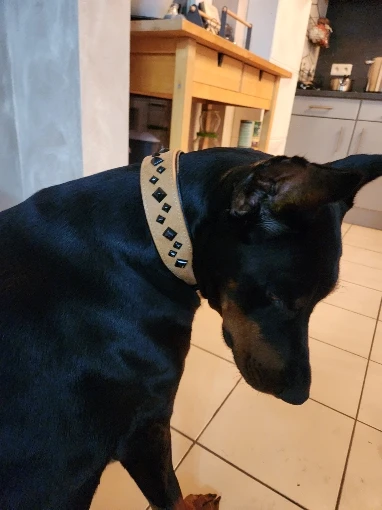Stud Hound, Padded PU Leather Dog Collar with Rivet Studs for Small to Medium Breeds photo review