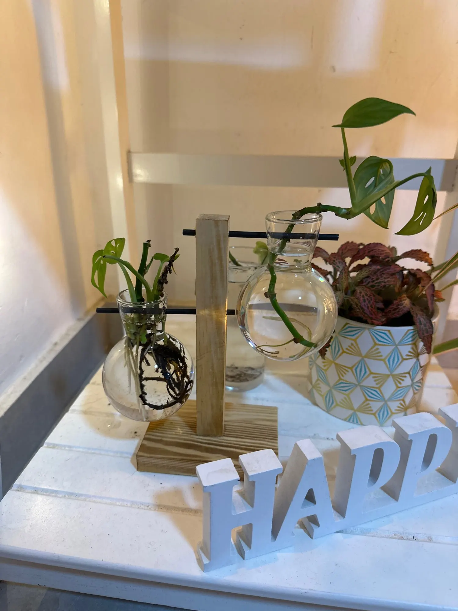 Hydroponic Plant Terrarium Vase photo review