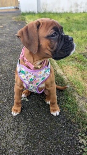 Reflective Mesh Harness & Leash Set: Secure Walks for Pugs of All Sizes photo review