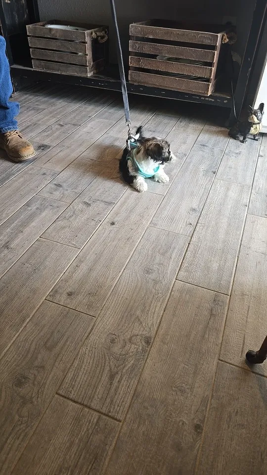 Harnais réglable pour petit chien et chat + laisse – Gilet pour Chihuahua, Bouledogue français, Carlin, promenade extérieure confortable photo review