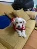 Изображение товара 5