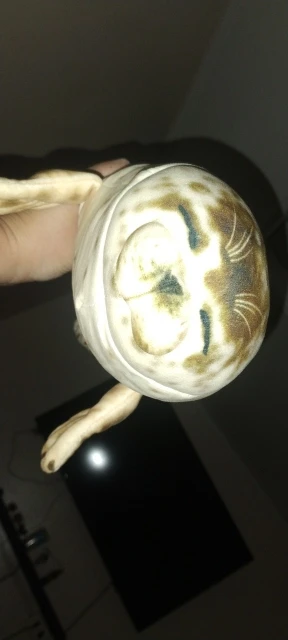 Foquinha Serena Fofeza® de Pelúcia