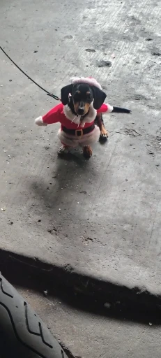 Dog Santa Costume 1