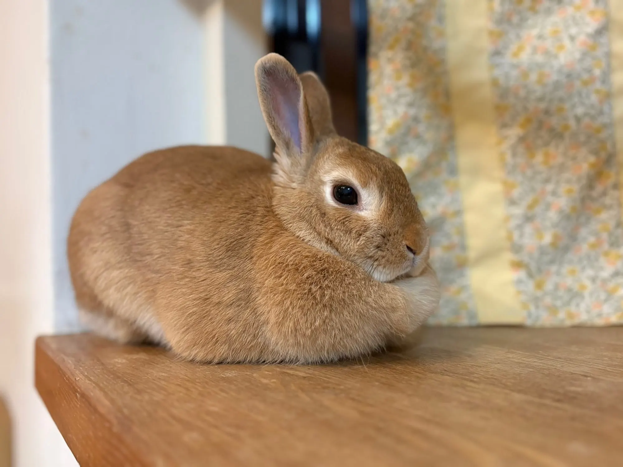 Loose Black T-Shirt - Animecore Aesthetic photo review
