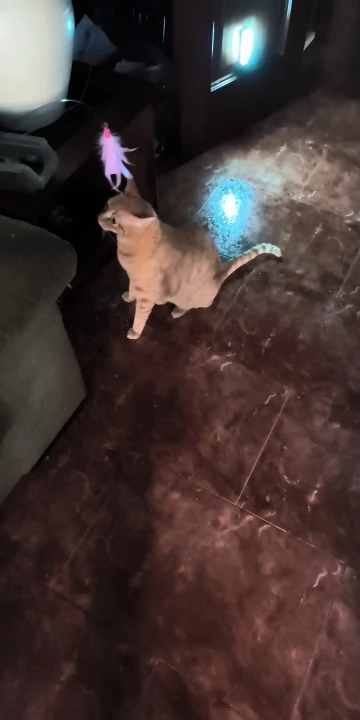 Feather Fun Cat Wand photo review