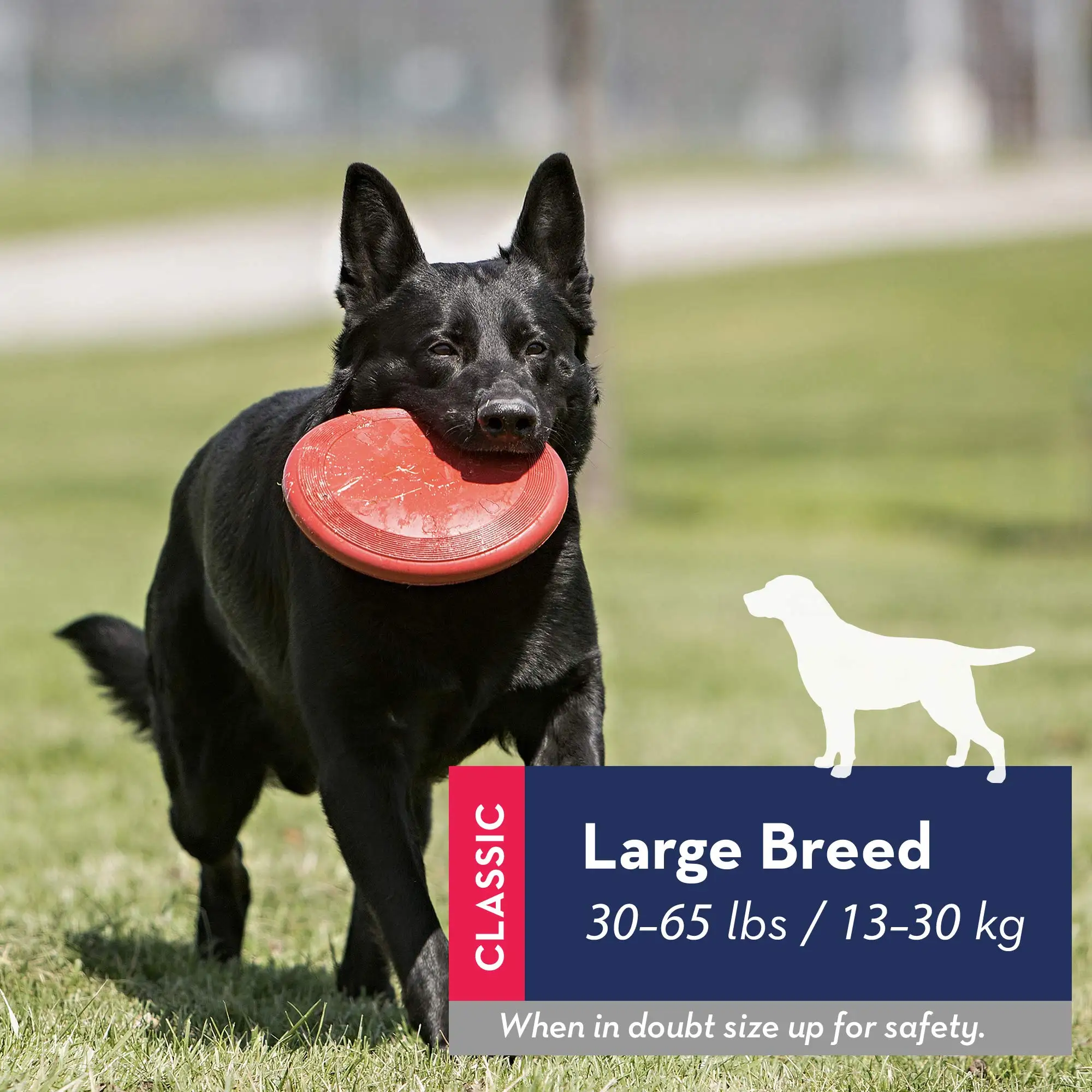 KONG - Flyer - Durable Rubber Flying Disc Dog Toy 2