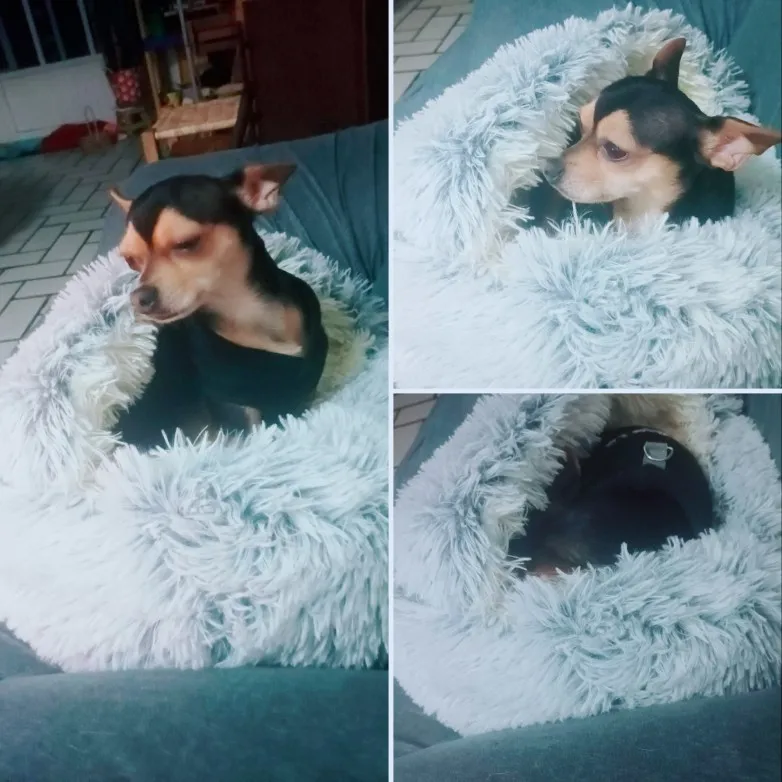 CozyHaven: 2-in-1 Plush Cat Bed & Kennel for Winter Warmth photo review