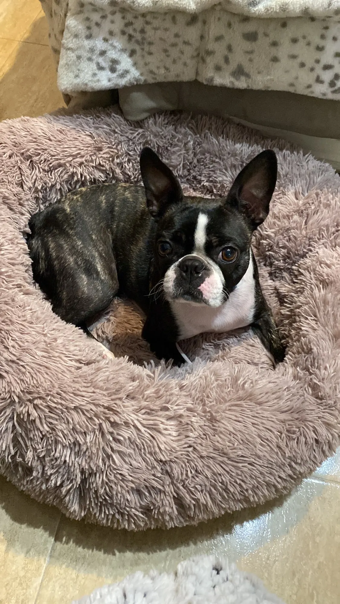 What Size Dog Bed For Boston Terrier