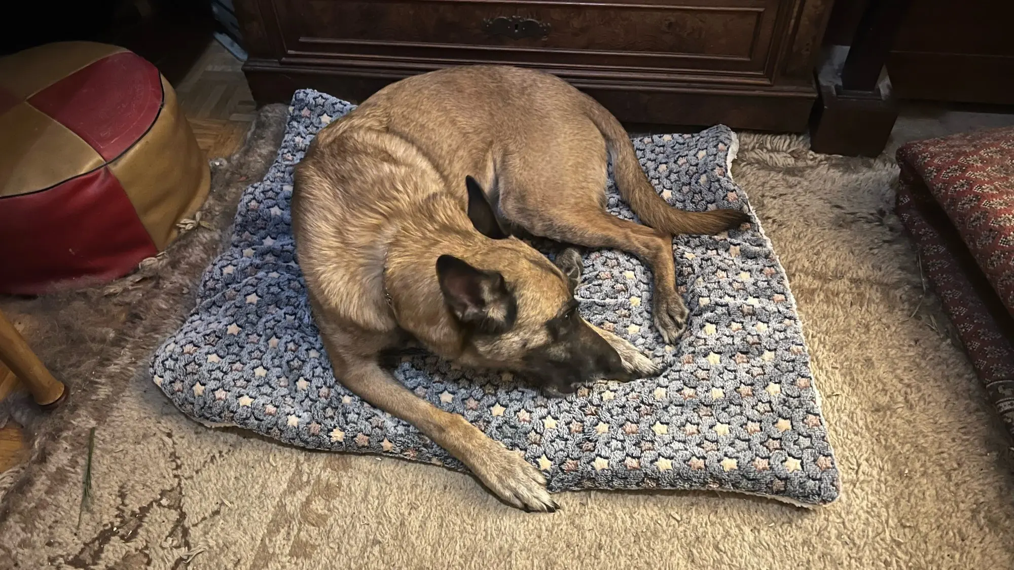 Cozy Haven for Large Paws Warm Pet Bed Mat for Dogs and Cats photo review