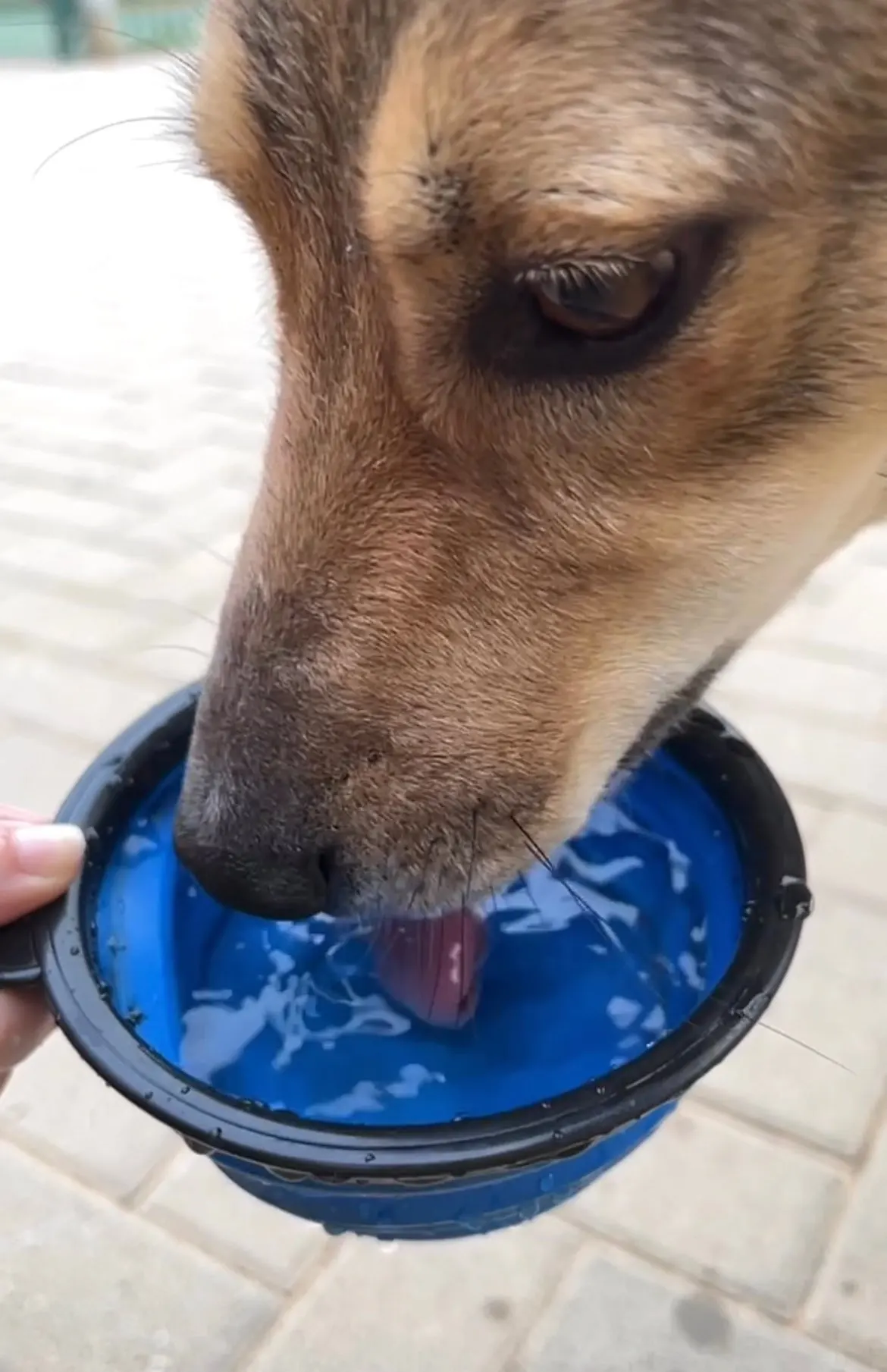 Comedero bebedero portátil plegable para perros – Almas Peludas