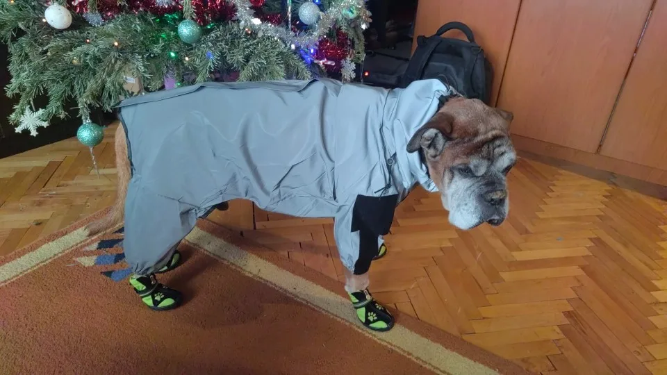 Warm Paws: Reflective Non-slip Dog Shoes for Winter Adventures (4pcs) photo review