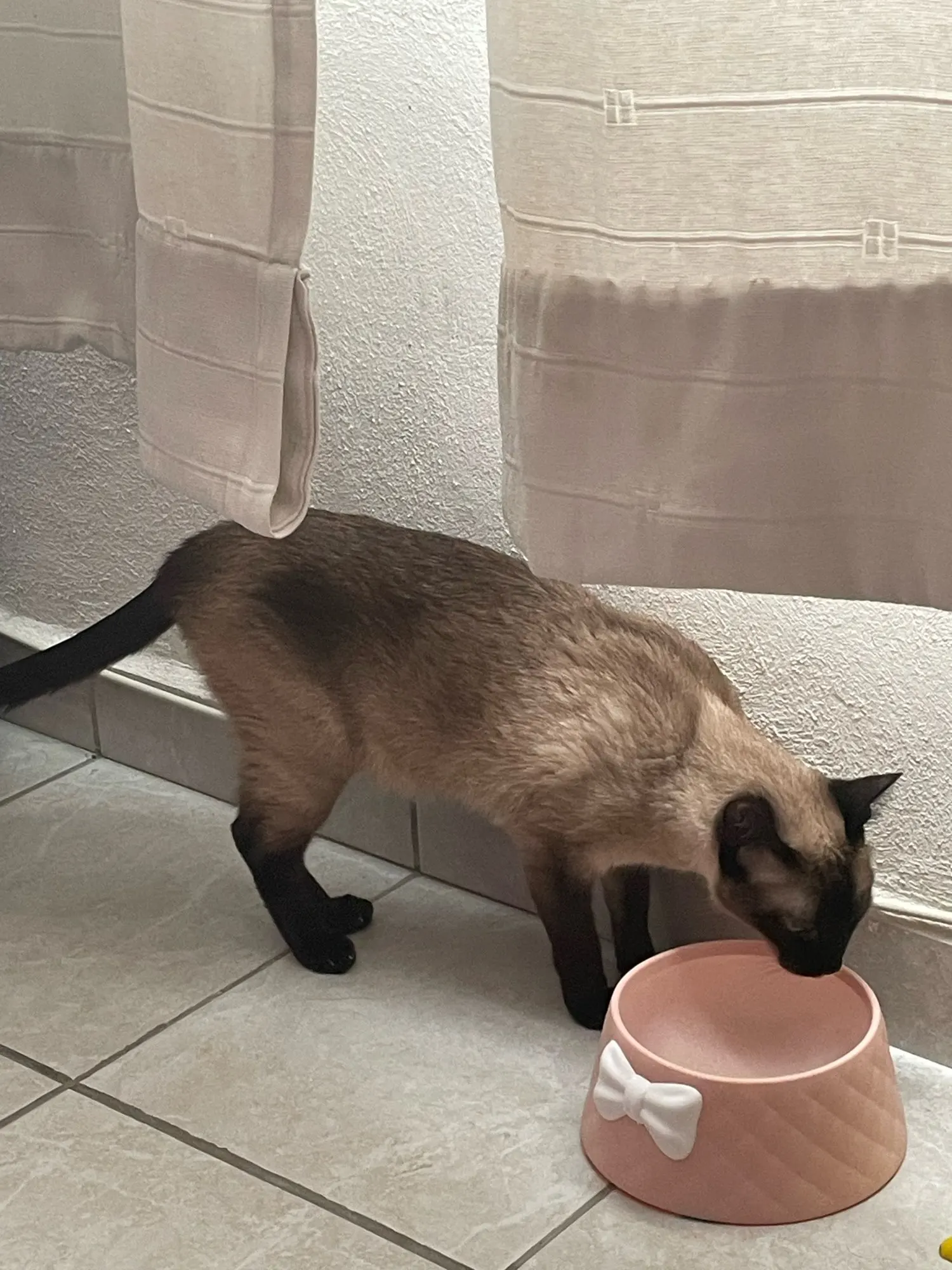 Cute Decorative Feeder Bowl for Small Cats and Dogs, Shockproof Design with Knot Decor, Making Mealtime Fun and Safe for Your Pet photo review