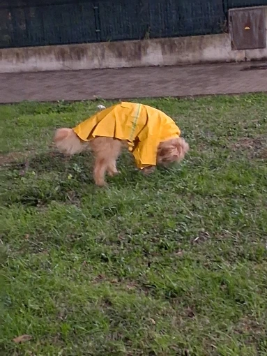 Large Dog Raincoat
