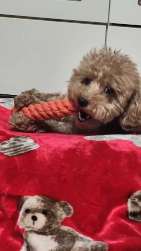 Carrot Rope Pet Toy photo review
