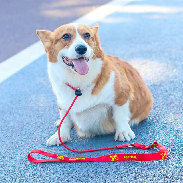 Training Dog Choking Rope Leash 2 in 1 Lead Collar 150cm P-Shaped Chain Slip Lead Control Leash for Small Large Competition Dogs 5