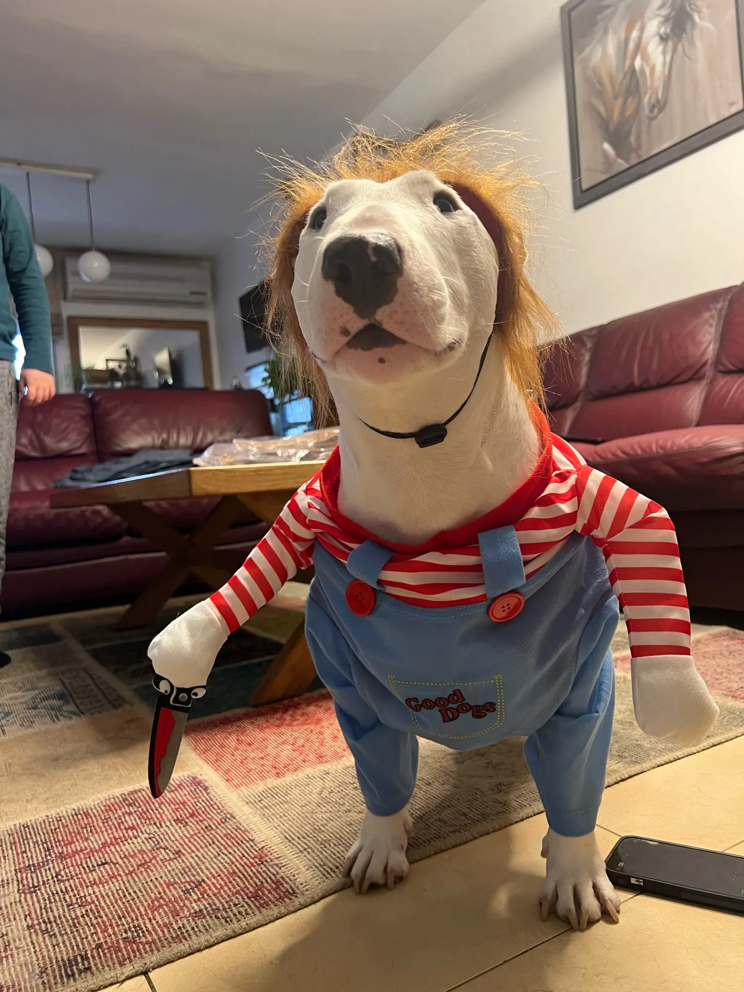 Howl-o-Ween: Funny Dog Costume Sets for Medium to Large Breeds photo review