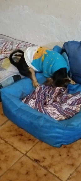 Christmas Dachshund Winter Sweaters