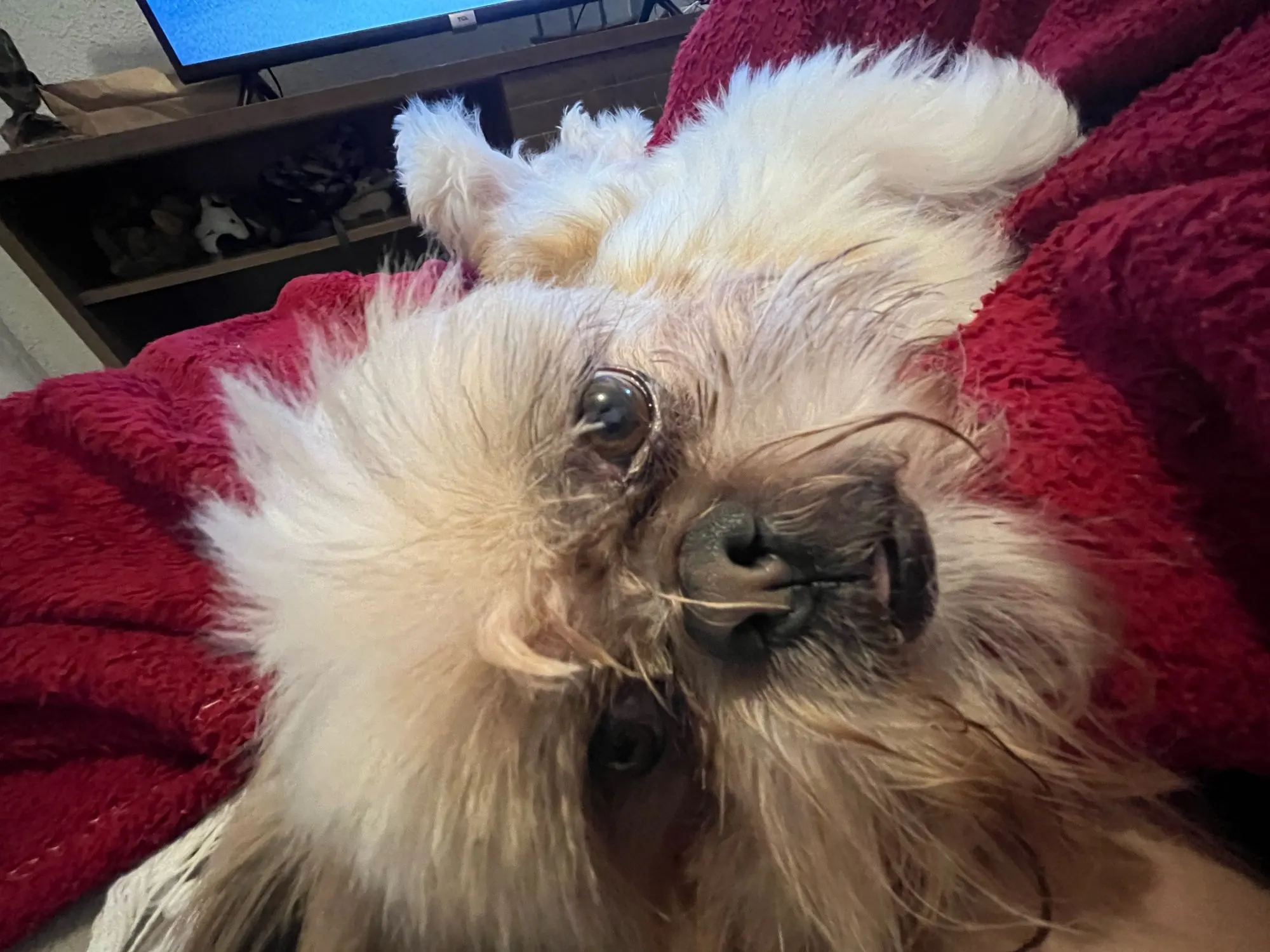 Ailegogo Faux Leather Short Jacket photo review