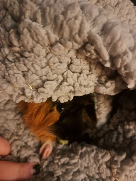 CozyCoral Pet Blanket: Thickened Warmth for Dogs of All Sizes photo review