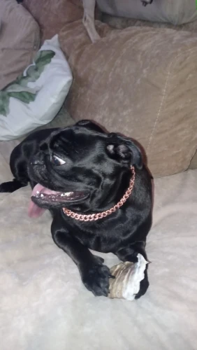 Pawsomenook™ - Crystal Collar Jewelry For Dogs And Cats.