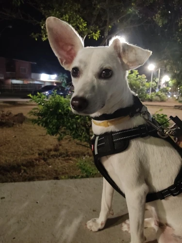 Reflective Adventure Harness: No-Pull, Adjustable Vest for Dogs of All Sizes photo review