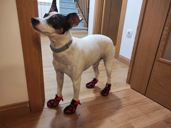 Warm Paws: Reflective Non-slip Dog Shoes for Winter Adventures (4pcs) photo review
