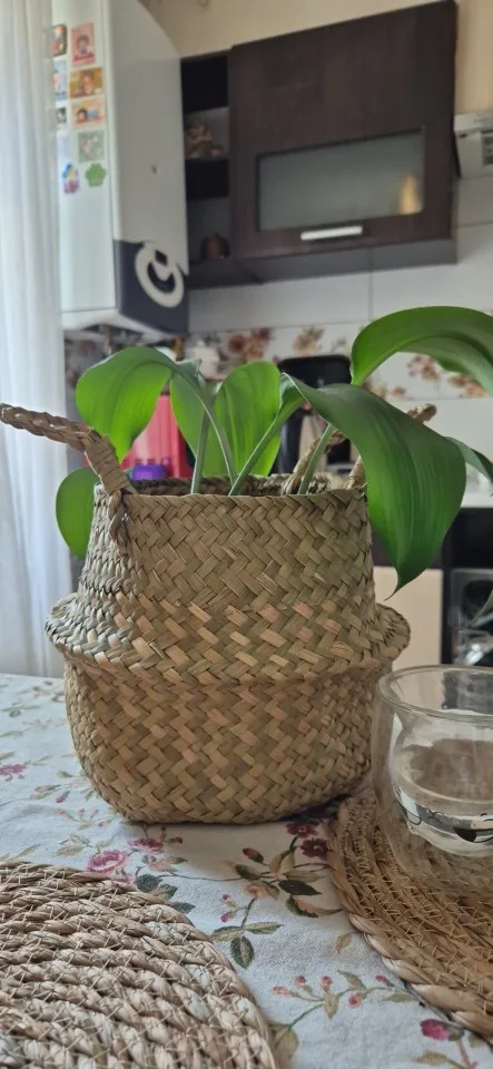 Zerolife-Seaweed Wicker Basket for Dirty Cloth, Laundry Storage Bakset, Hand Woven, FLower Plant Pot, Home Garden Cesta Mimbre photo review