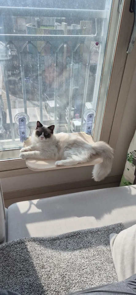 Cordless Cat Hammock for Sunbathing Hanging Cat Bed Summer Suction Cup Glass Mounted Foldable Breathable Cat Bed Frame Supplies photo review