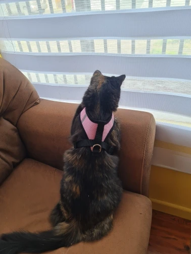 Breathable & Reflective Pet Harness: Purr-fect for Cats and Small Dogs photo review