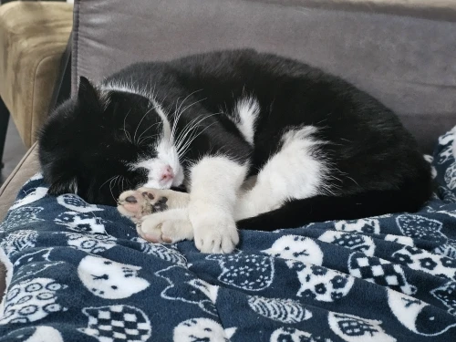 Thicken Cat Mat Breathable Flannel Cat Sleeping Mat Soft Dog Cushion for Small Dog Winter Warm Cat Blanket photo review
