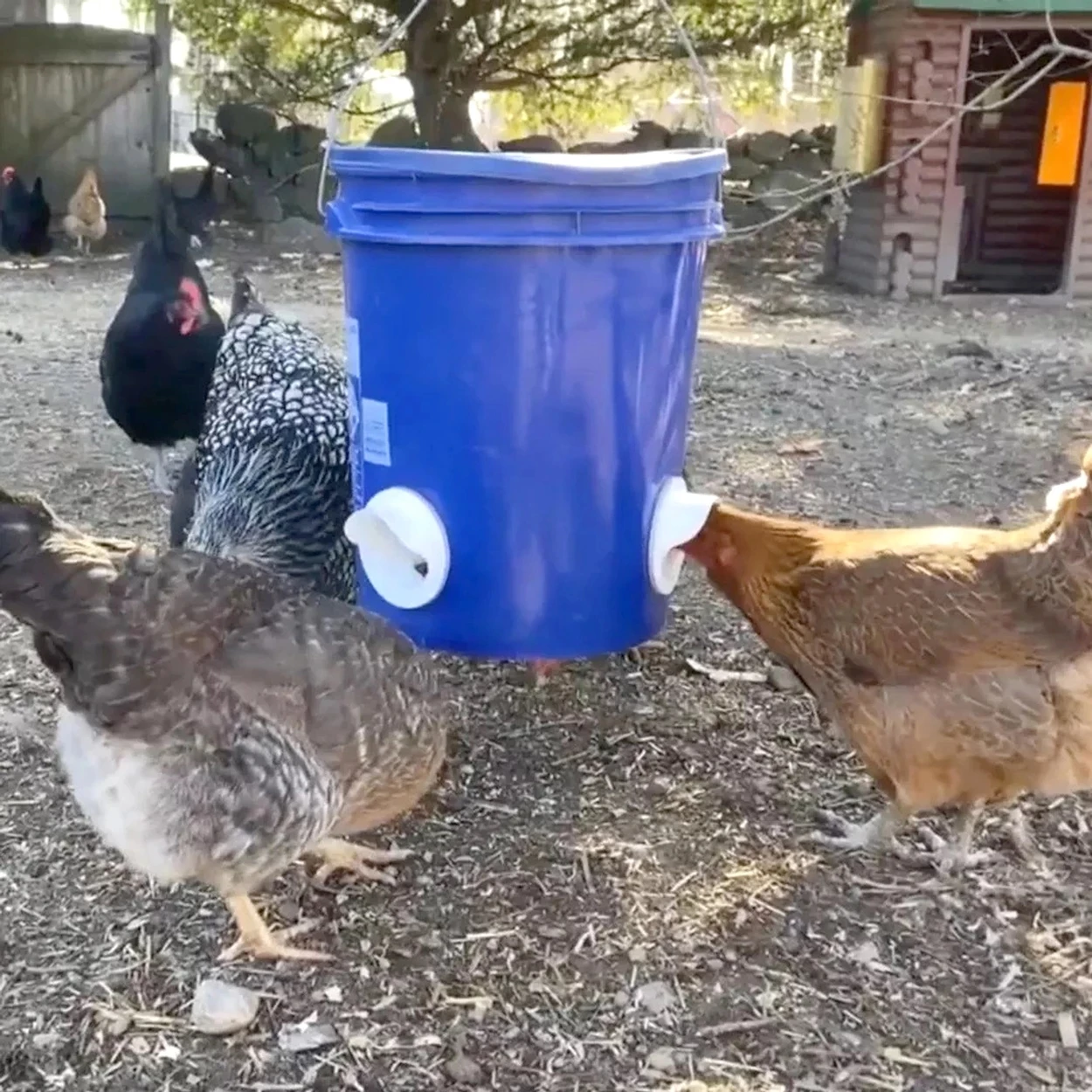 Poultry Chicken Feeder Hen Trough Gravity Farm Chicken Feed 3 Ports and Hole Saw Rainproof For Farm Coop poultry feeder