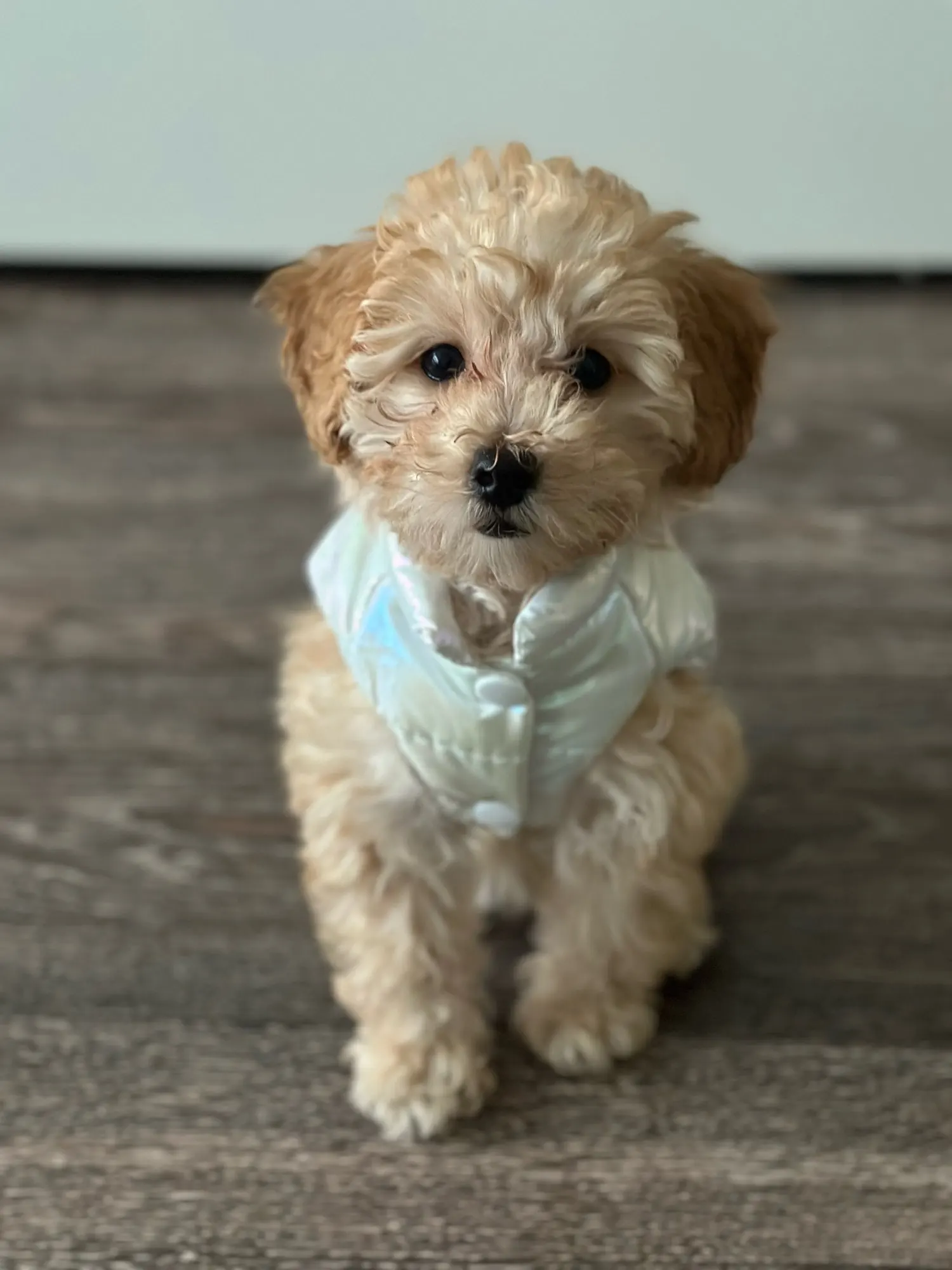 Adorable Waterproof Winter Vest for Small to Medium Dogs and Cats photo review