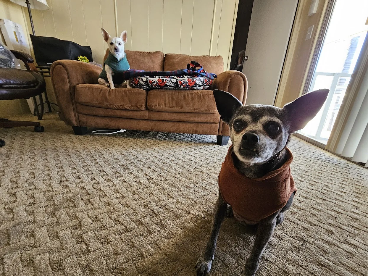 Cozy Canine Cloak: Warm Winter Vest for Small to Medium Dogs photo review