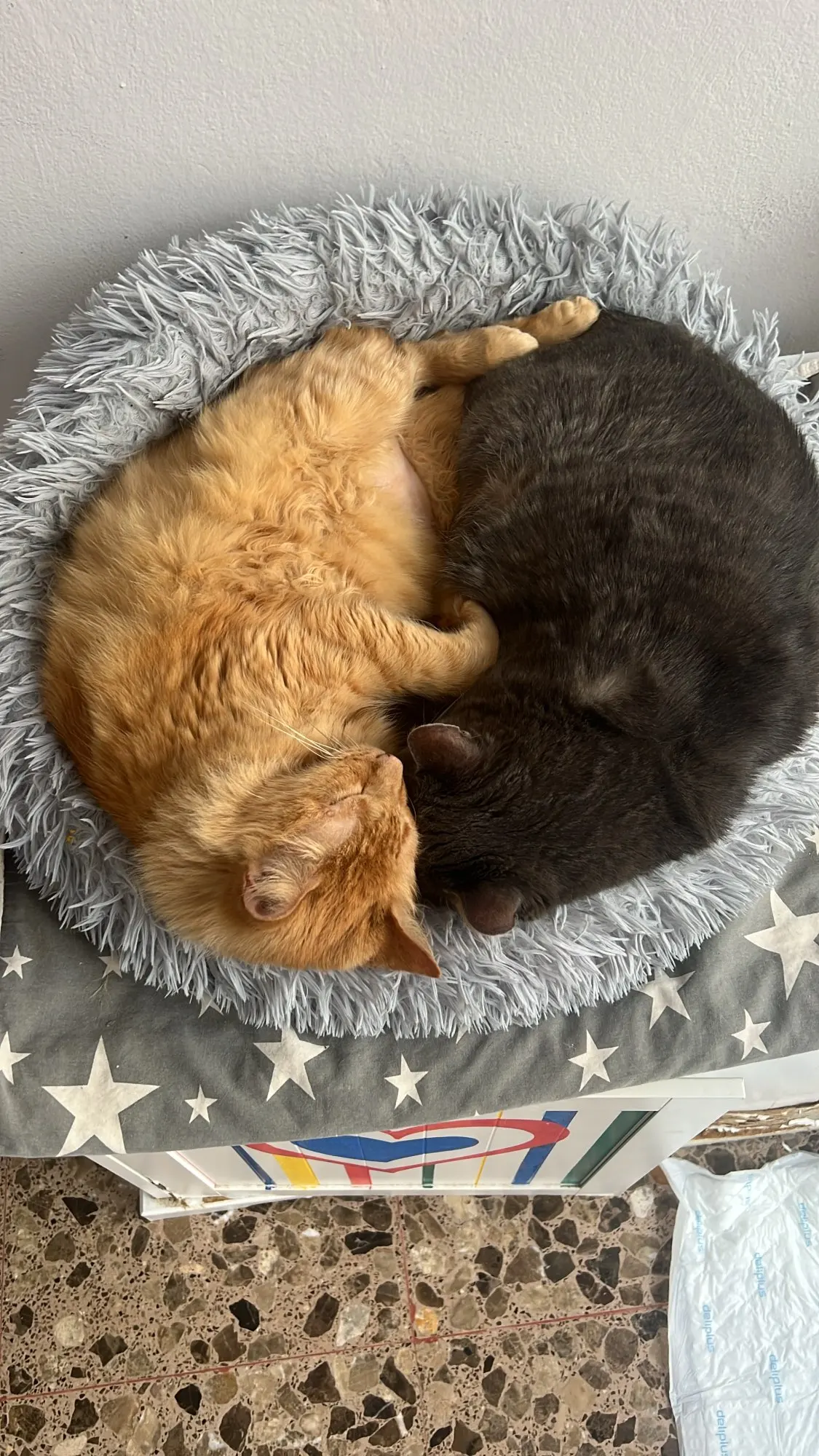 Cama para gatos de sueño profundo, cama para mascotas de dibujos animados, plegable, extraíble, lavable, cama para mascotas, alfombrilla para perros pequeños, bolsa, cueva, cama para gatos photo review