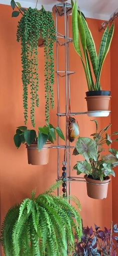 Artificial Succulent Vine for Wall, Wedding & Christmas Decor – 1PC photo review