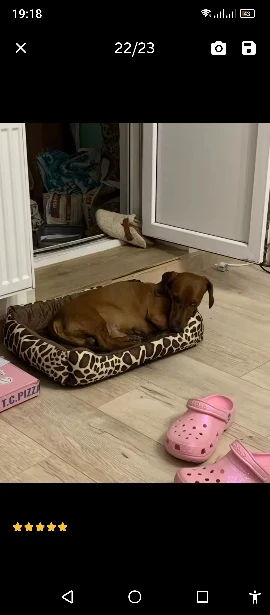 Cama Azul de Terciopelo para Perros | Súper Suave, Cálida, Tamaño L 55×45×15 cm photo review