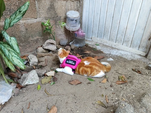 Kitty Commando Harness: Tactical Vest for Small Pets photo review