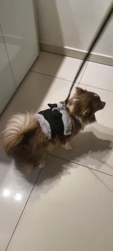 WinterPaws, Fur Padded Harness and Leash Set with Bowtie for Puppies and Dogs photo review