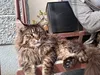 Изображение товара 2