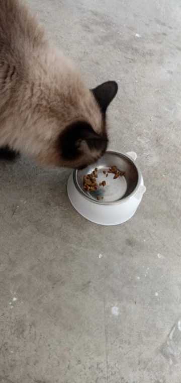 Comedero Anti Vuelco De Acero Inoxidable Para Gato