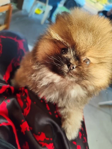 Ferramenta de Medição 4 em 1 - Nível Laser photo review