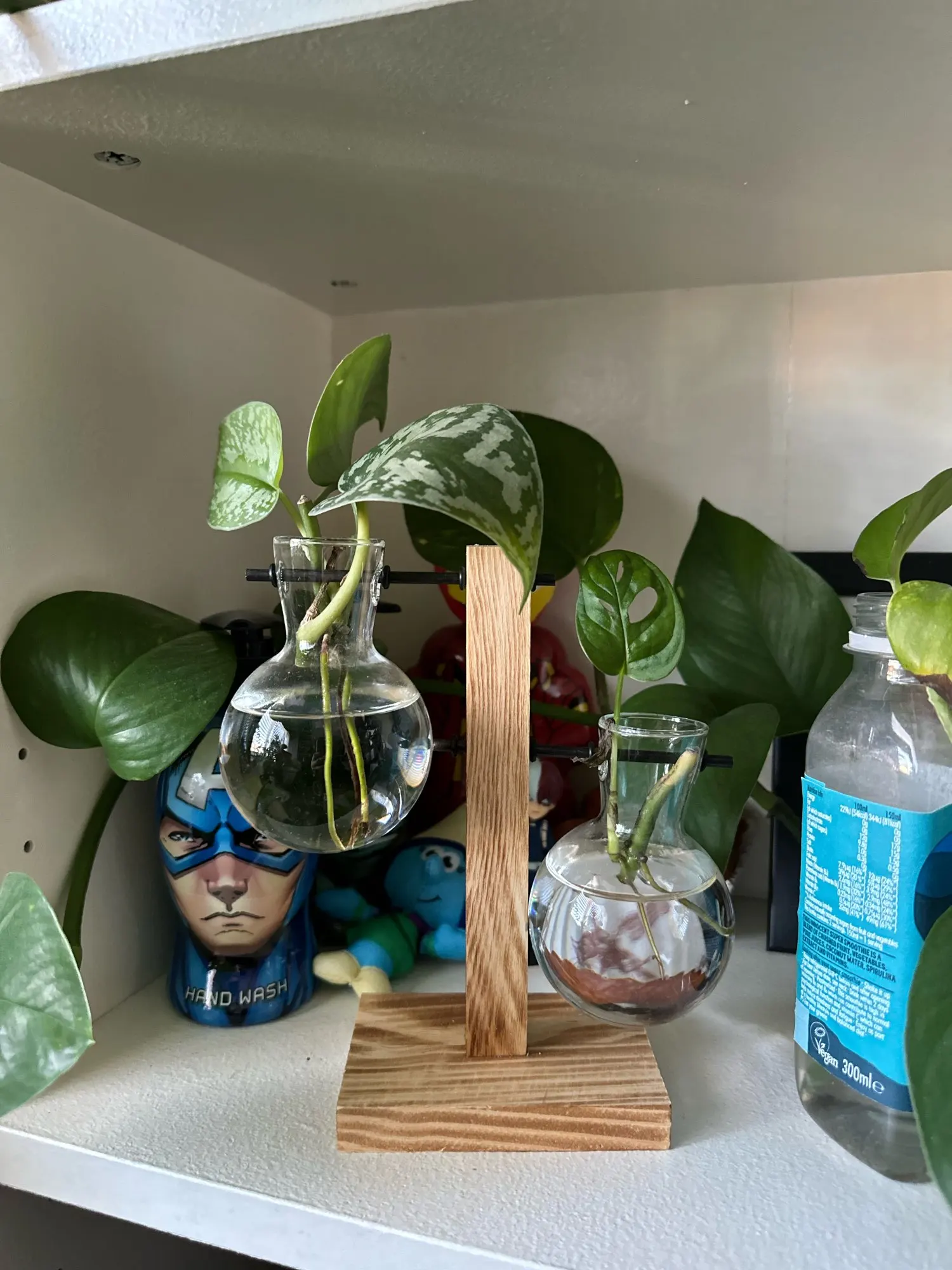 Hydroponic Plant Terrarium Vase photo review
