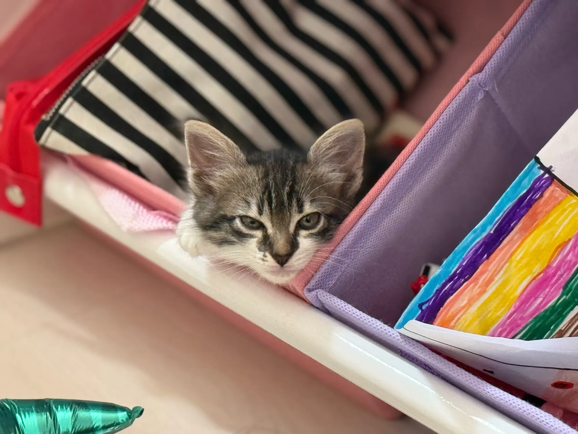 Cozy Foldable Pet House photo review
