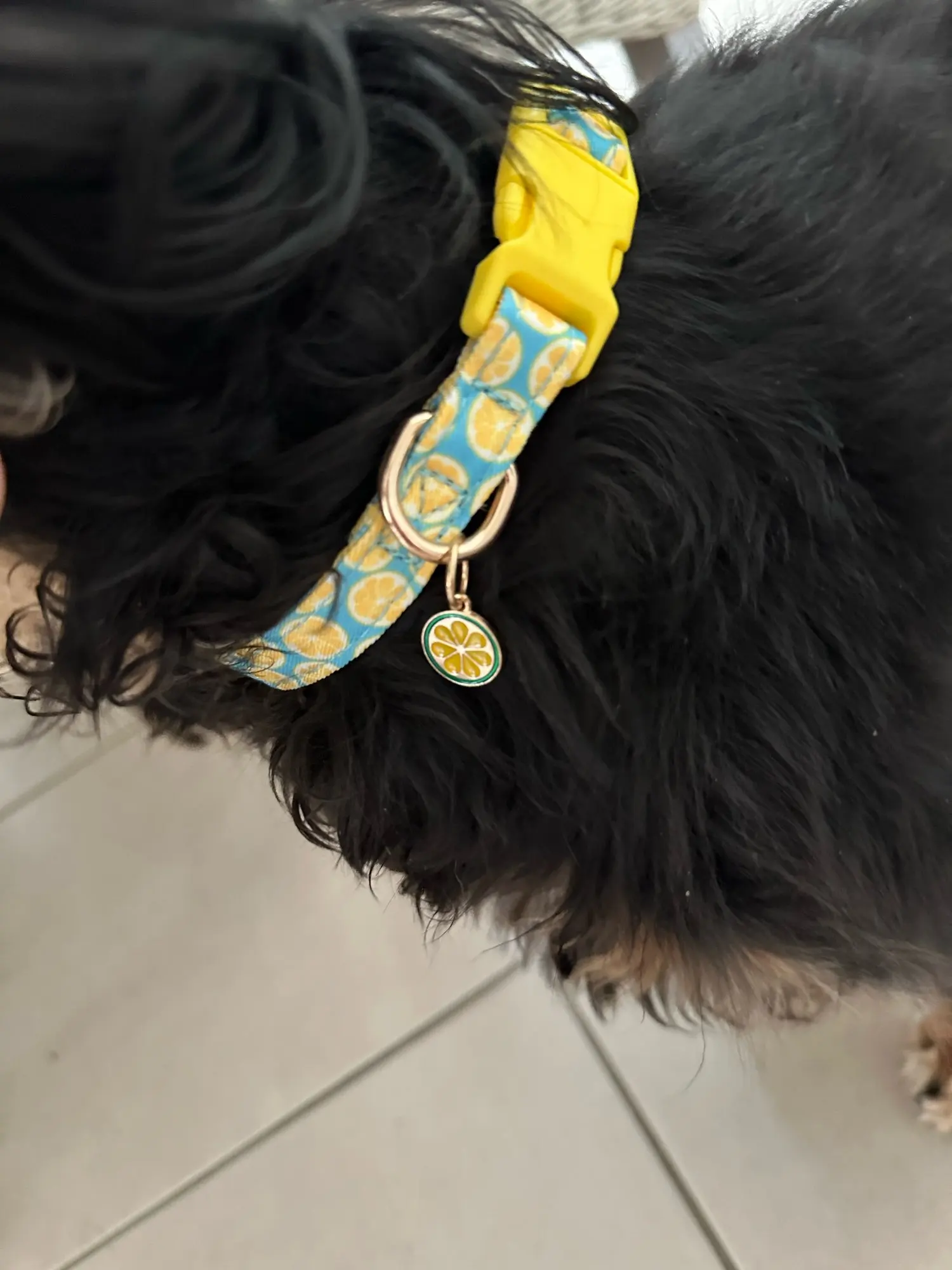 CP602/611--fruit pattern Pet dog collar with Fruit metal pendant do for Cat Puppy Dog photo review