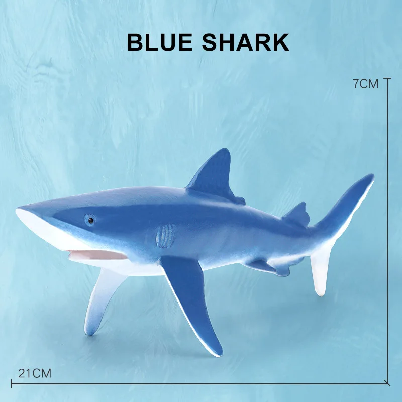 Blue Shark