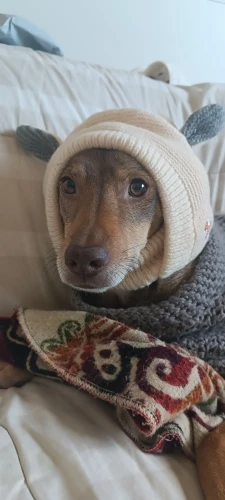 CalmEars – Lärmschutz und Wärme für entspannte Hundeohren photo review